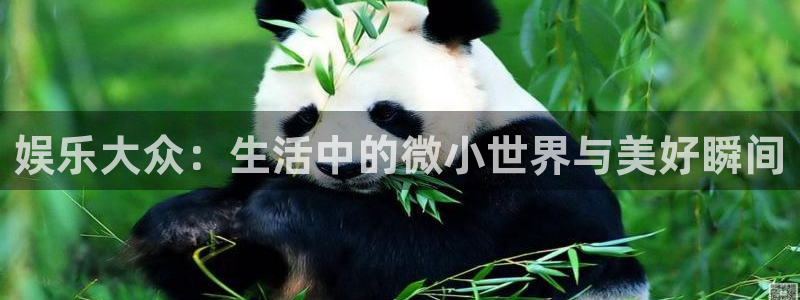 摩臣5平台网址：娱乐大众：生活中的微小世界与美好瞬间